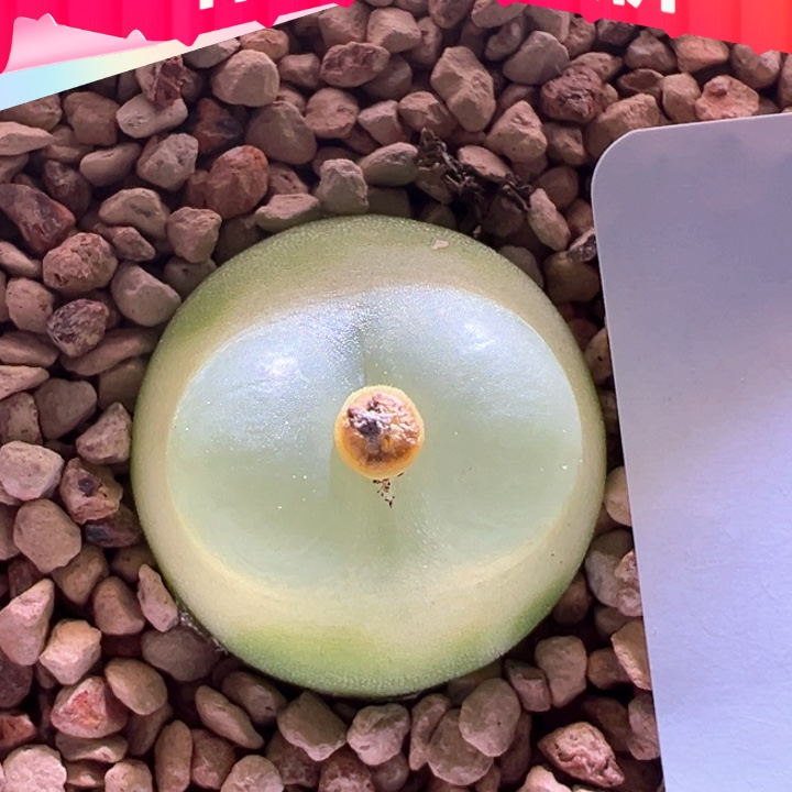 w559 优选拉登特别圆润 玻璃珠质感 