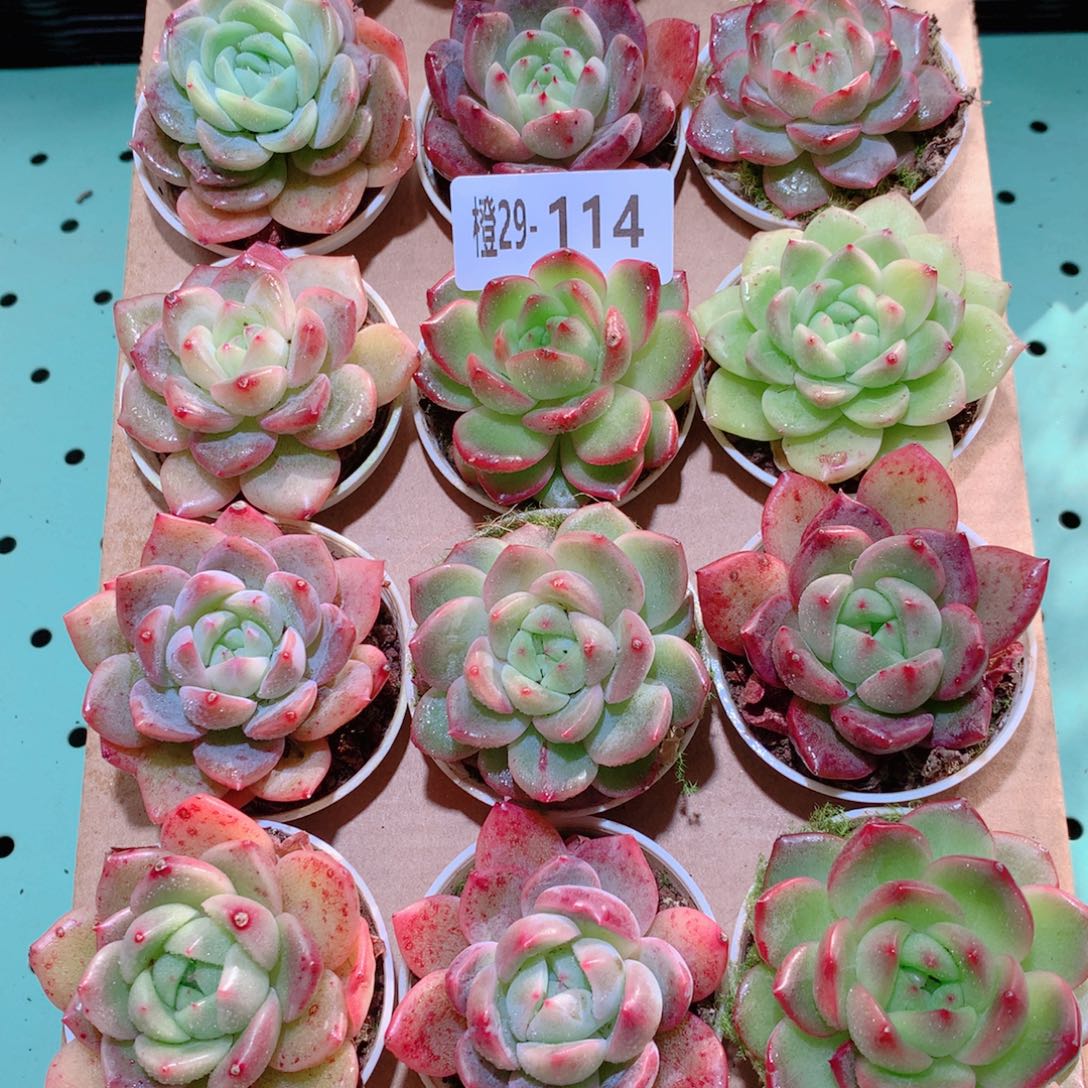 29-114一物一拍多肉带盆18颗