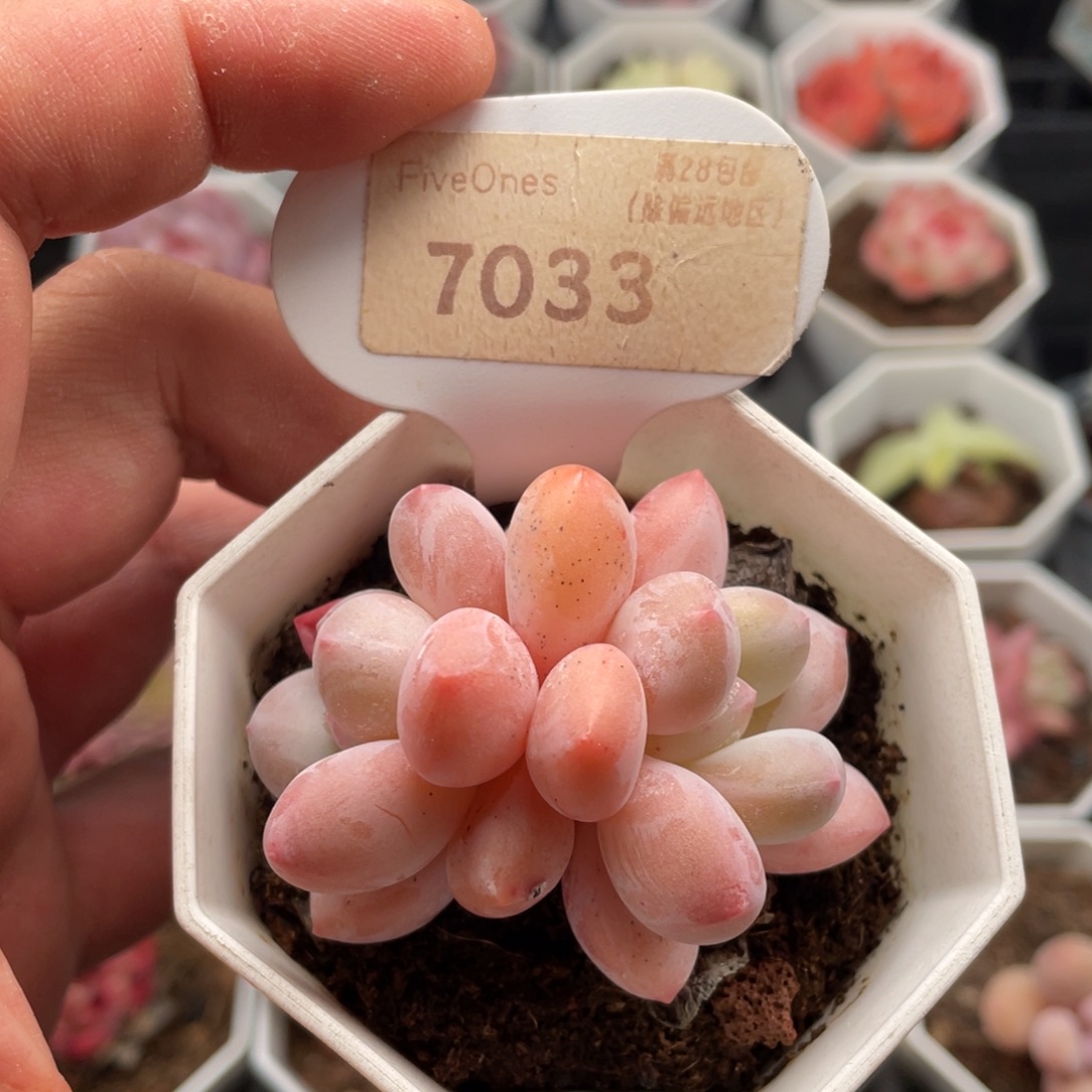 香水7033-5.5厘米