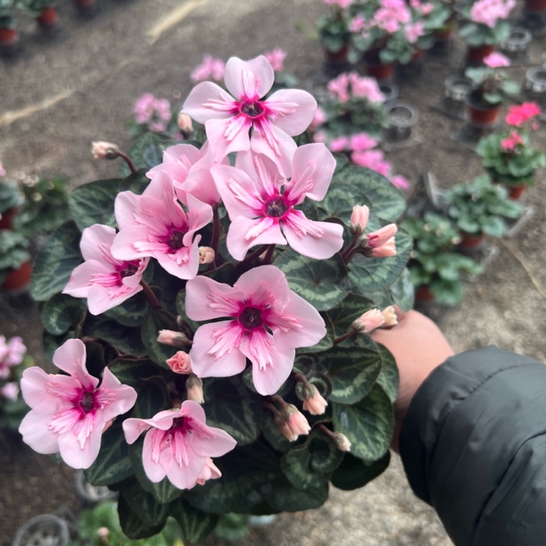 【幻雅～稀缺】【加仑盆】 F1代大花型带花苞发货的仙客来盆栽四季开花