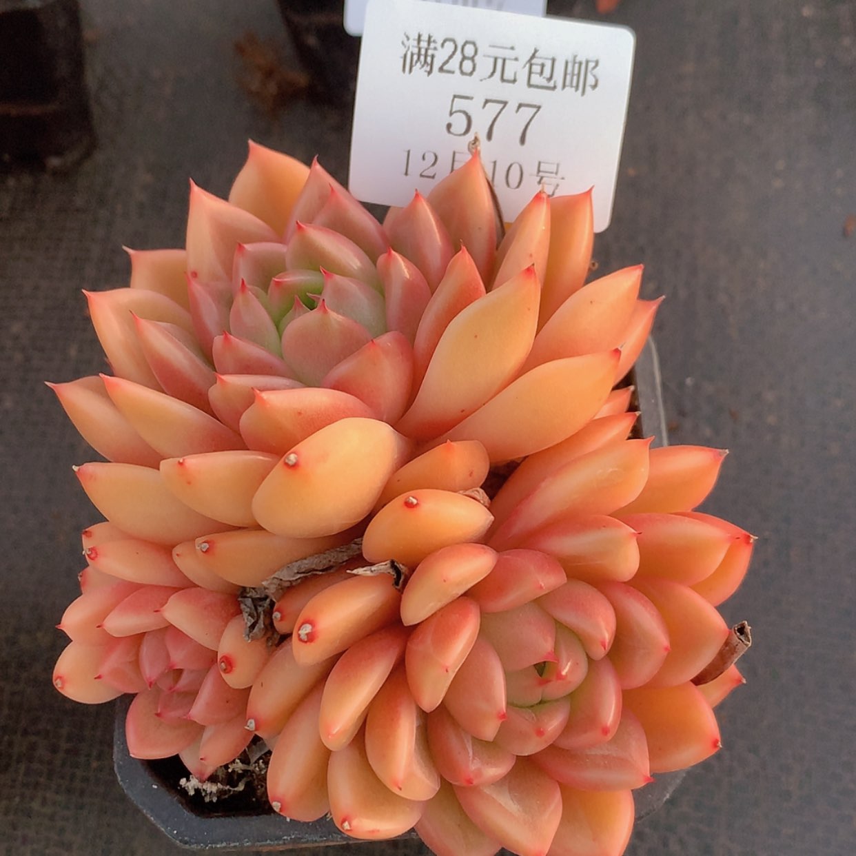 【闪购商品】云577号