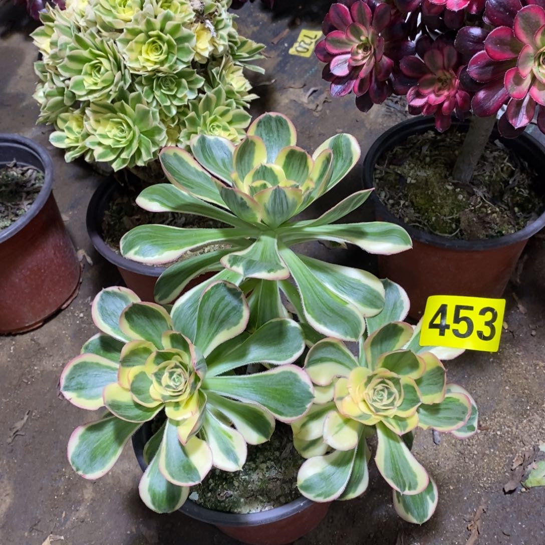 燕姿锦丛林多肉法师453