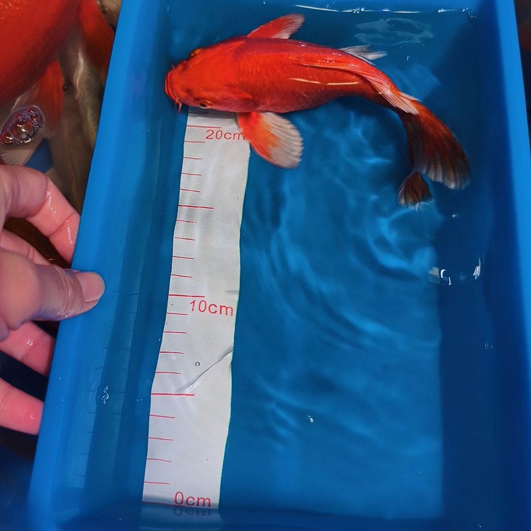 蝴蝶鲤鱼蝴蝶鲤1条