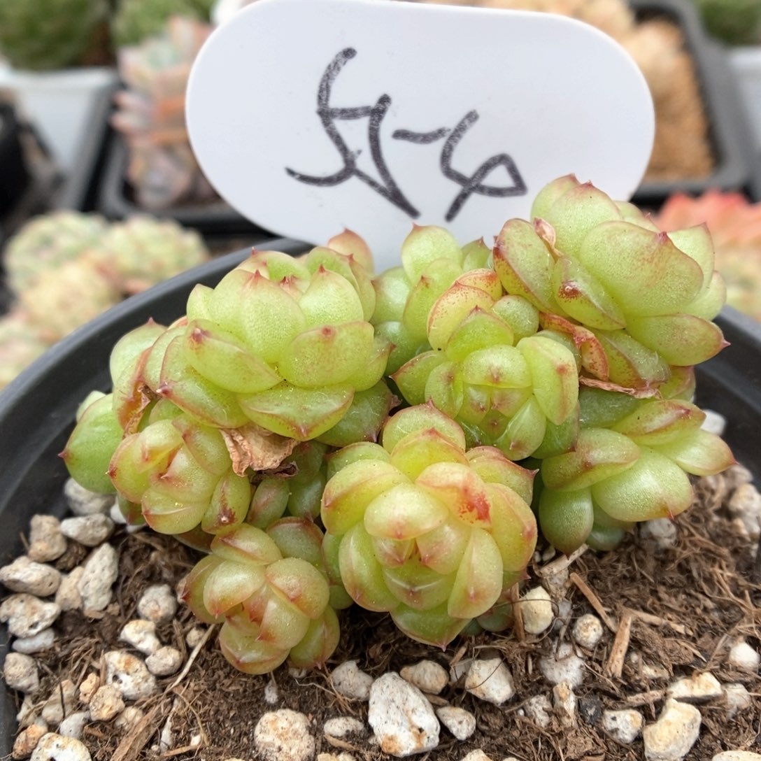 灯泡珍妮无砍可拍554号