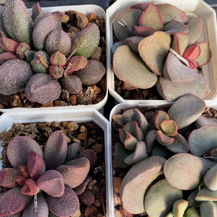 433大颗水泡一组