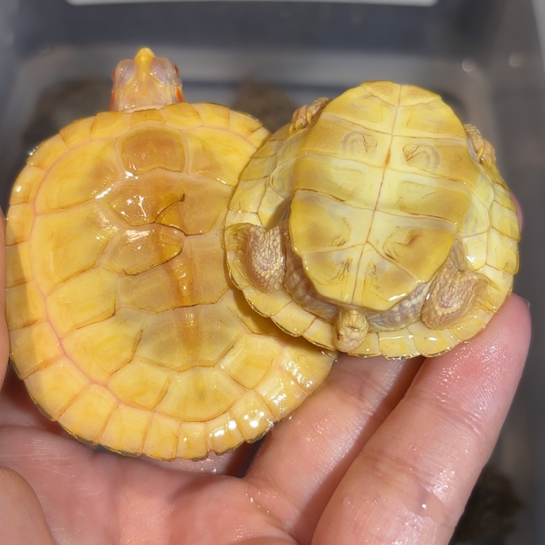 宠物龟不分公母瑕疵白巴2只