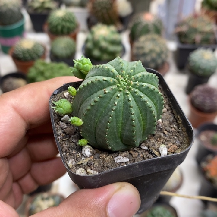 实生泰布特价福利