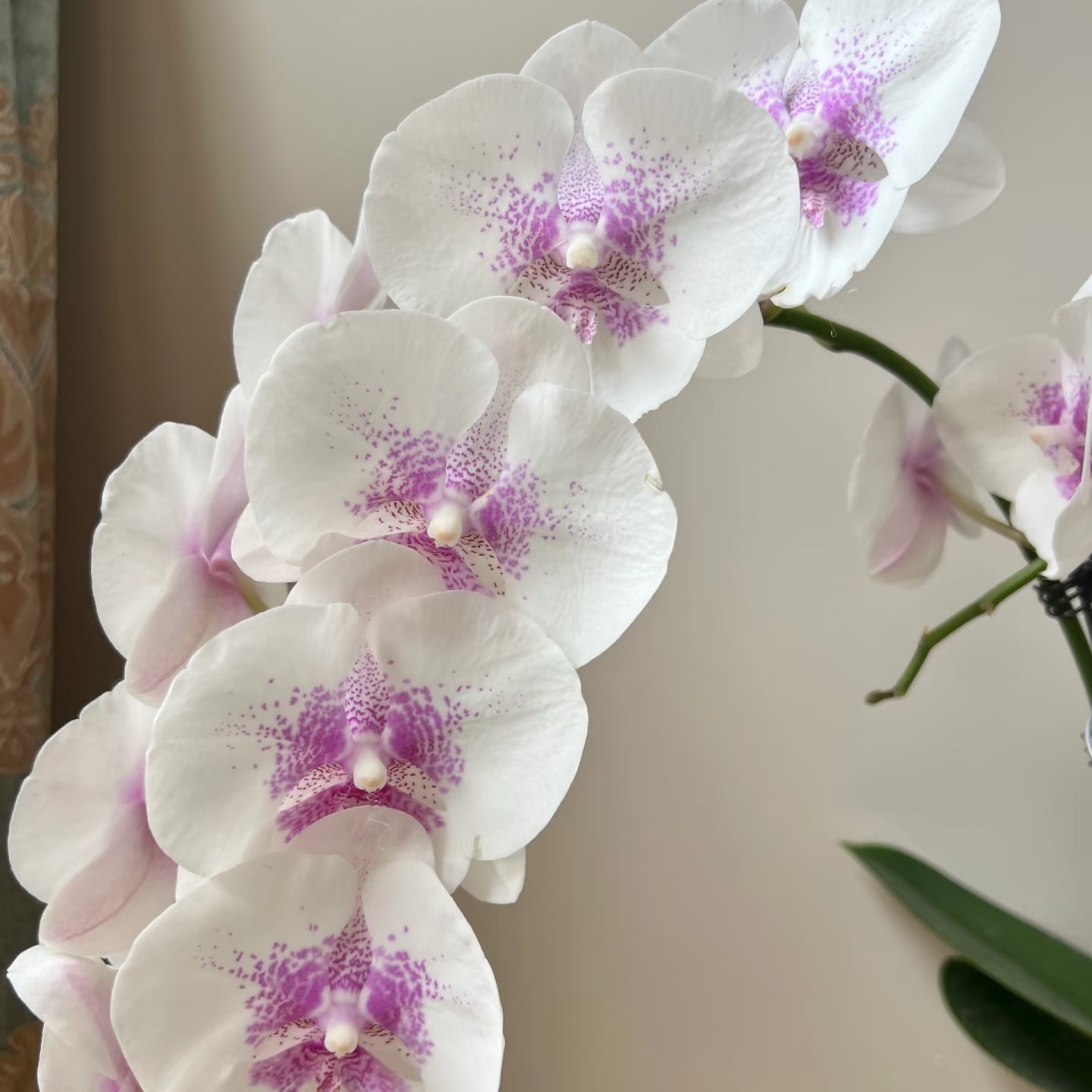 02【爱琴海】高端花卉期超长蝴蝶兰 推荐款