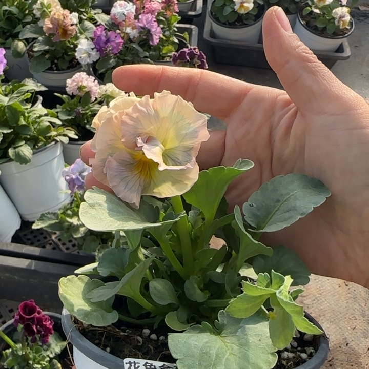 猪***1无花朵M057角堇小苗一物一拍默认苗晃