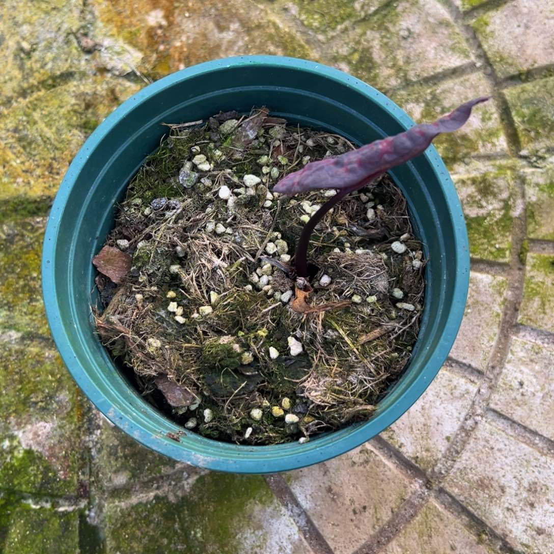 Y***g完全开放9461泰彩