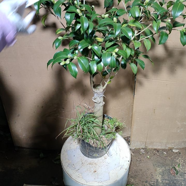 634卜半，原盆原土发货，不包邮