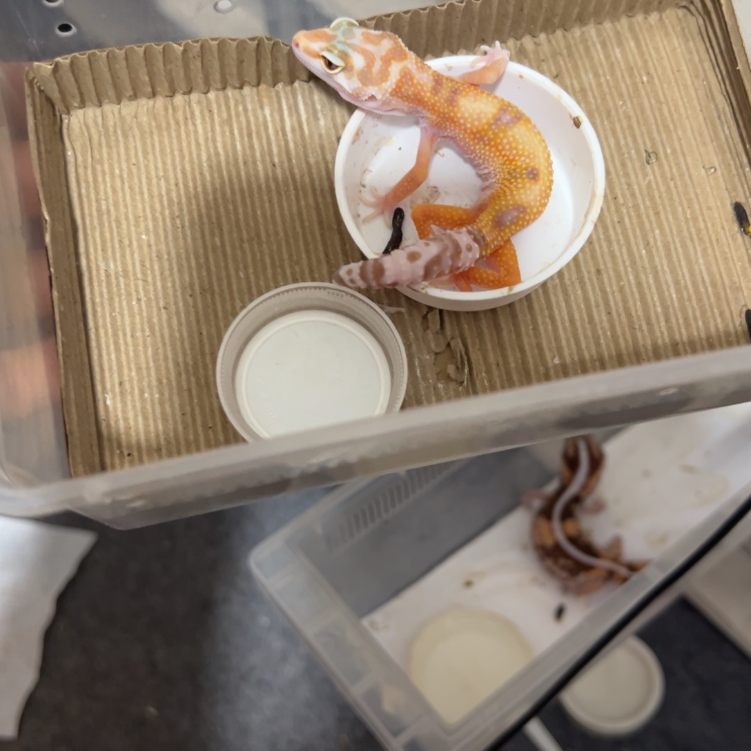 豹纹守宫全品，包邮可选择