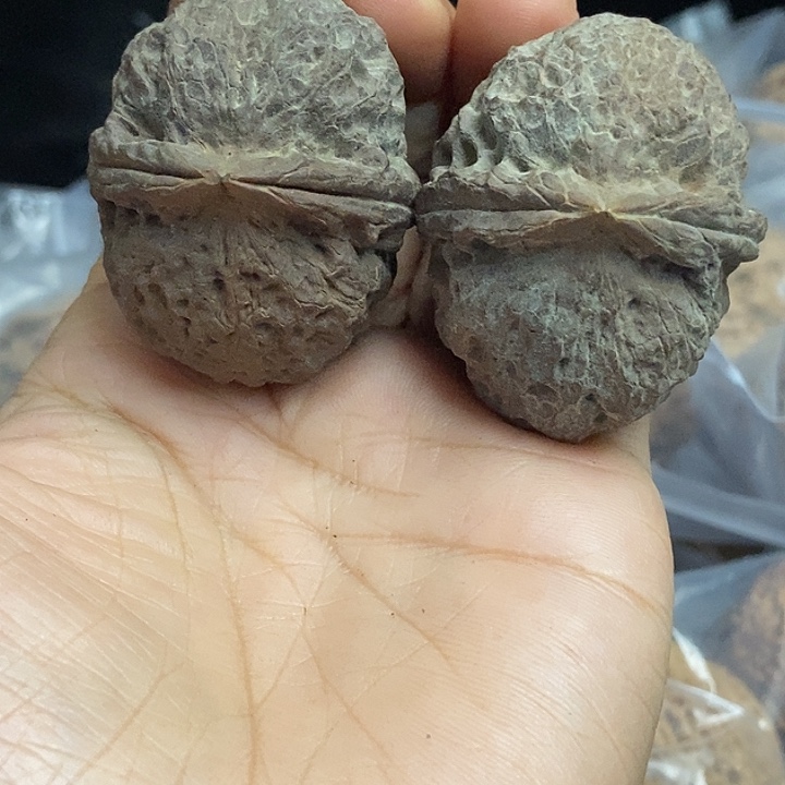 文玩核桃把件云南铁核桃基地63