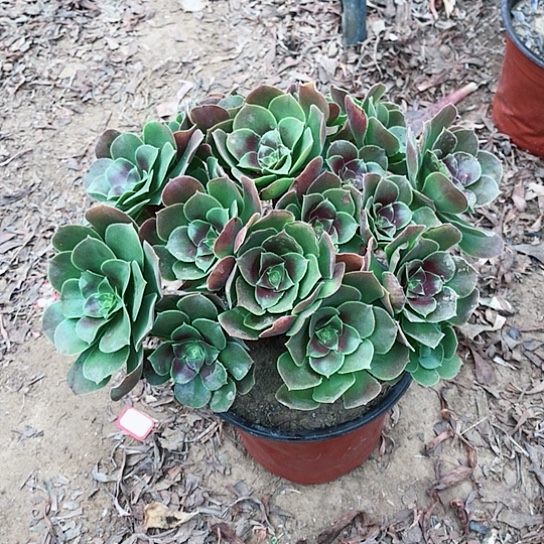 柠檬玫瑰法师0000001