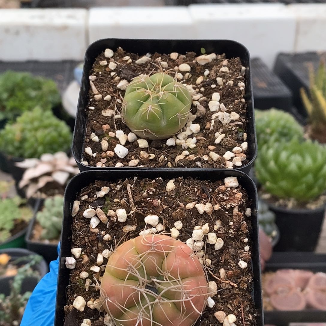 646 实生海王丸 带盆土 两颗