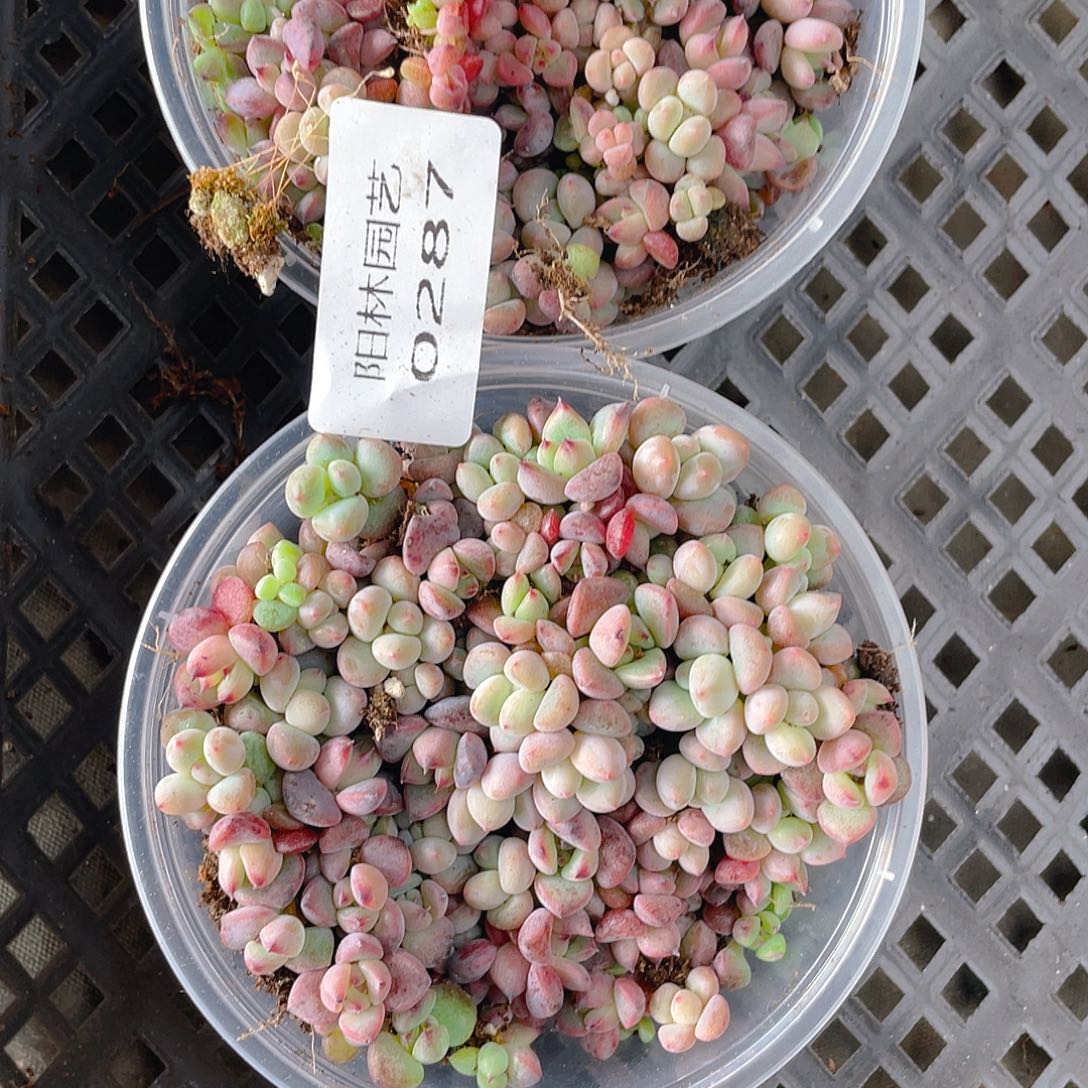 量拍多肉植物多肉植物