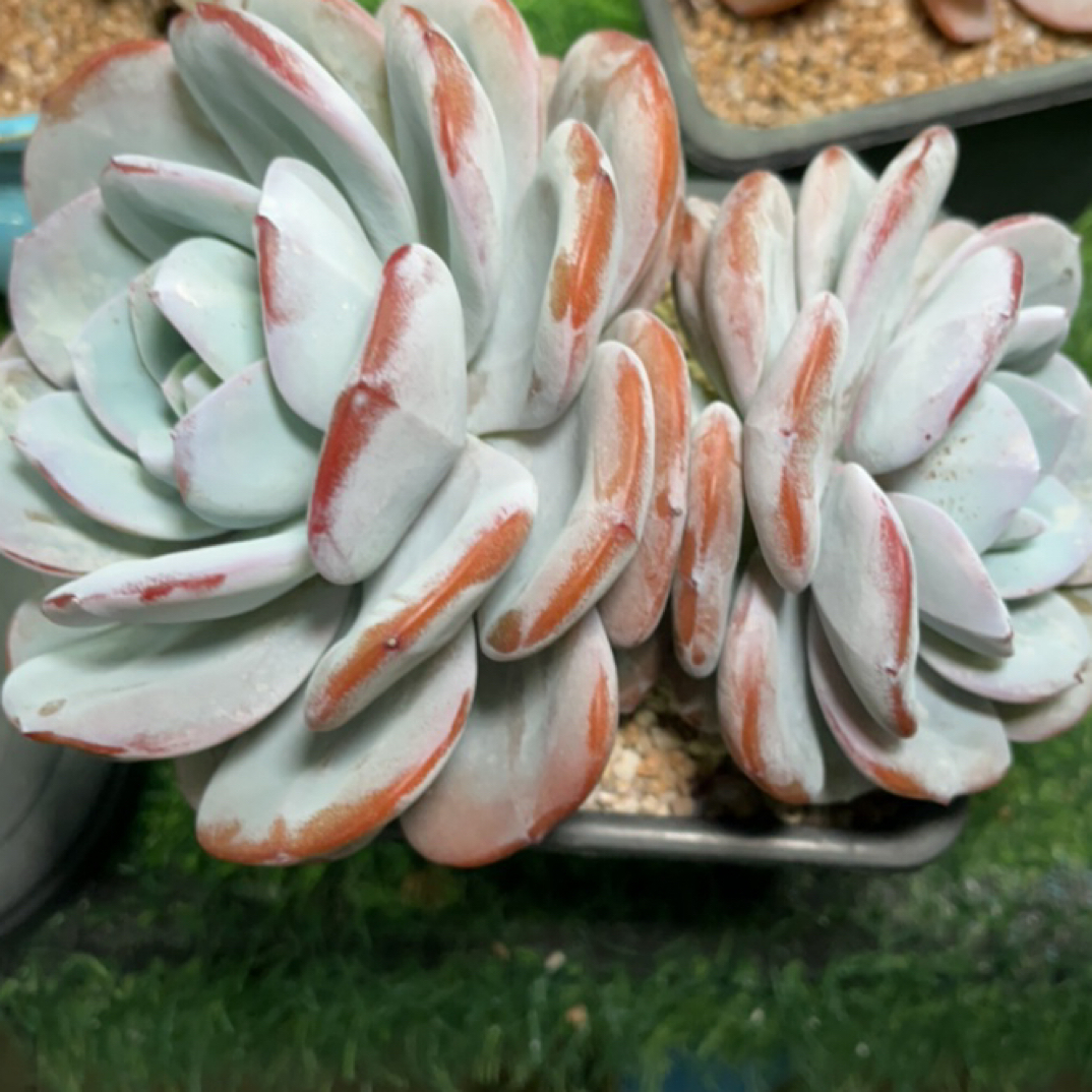 奶茶，精品多肉，一物一拍