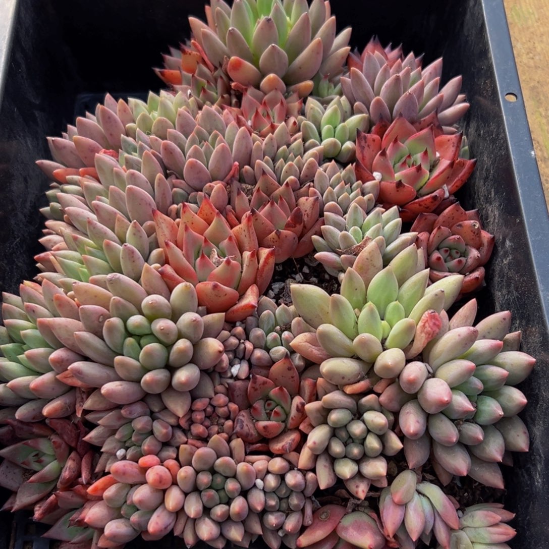 550不包售后不包售后