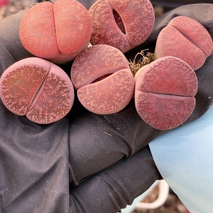 桃喜花园0117-25生石花