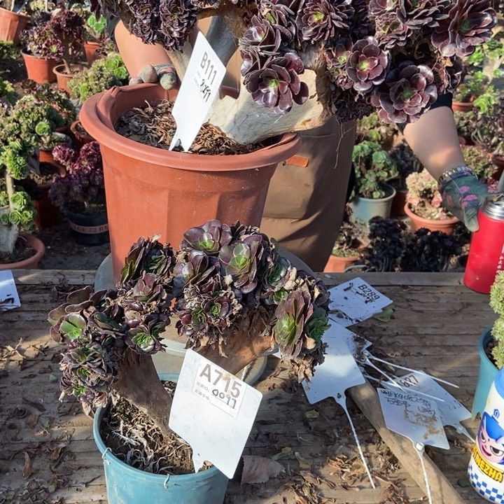 肉***嘟B111A715欧紫欧紫欧紫欧两颗