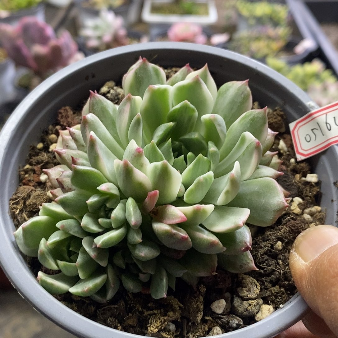 05164奥利维亚锦多肉