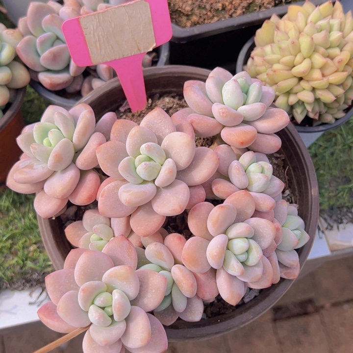 健健康康平平安安