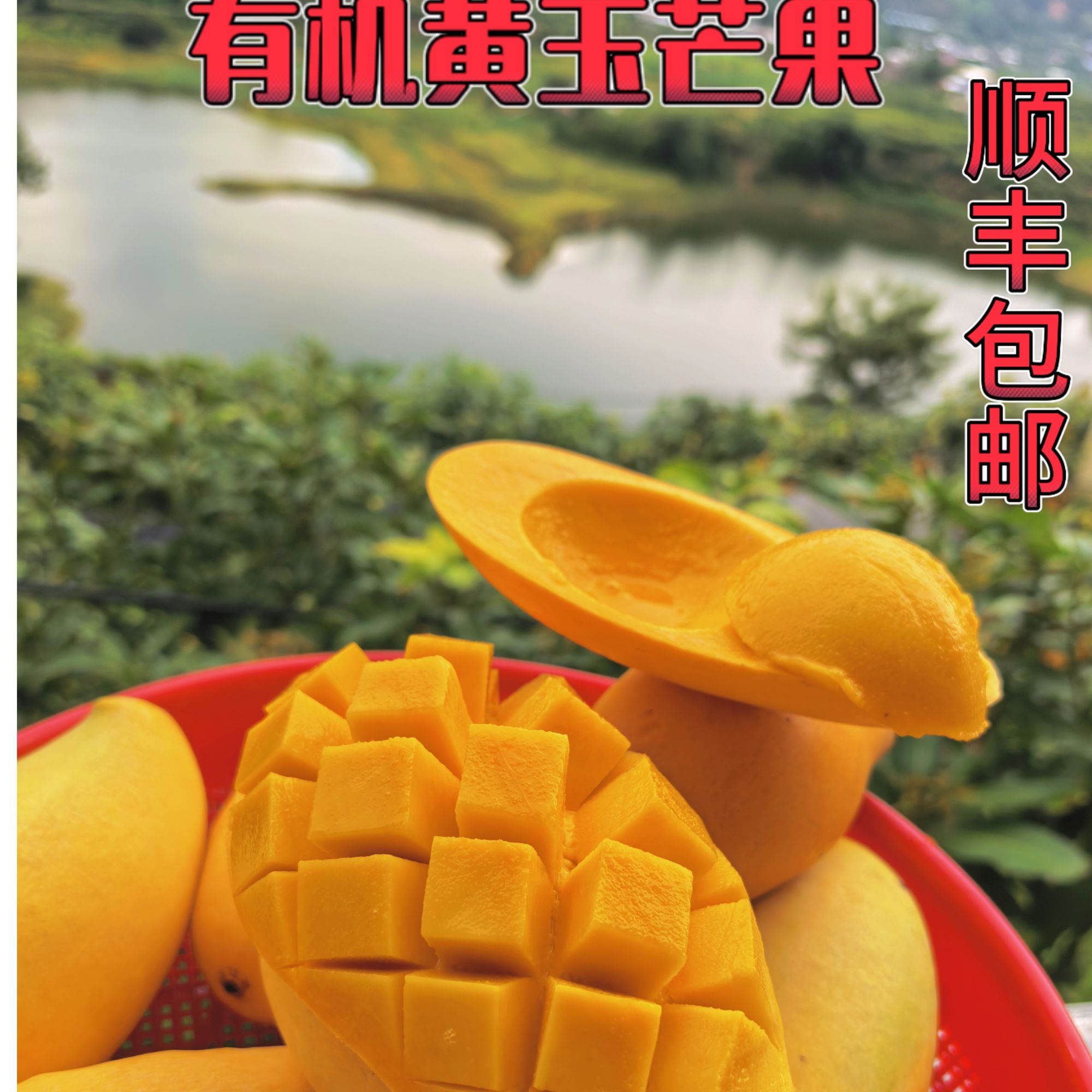 四川攀枝花品质水果有机种植现摘黄玉芒果新鲜健康孕妇应季水果