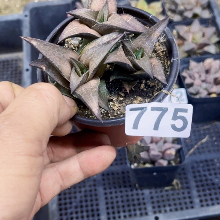 775王菲龙鳞一物一图如图