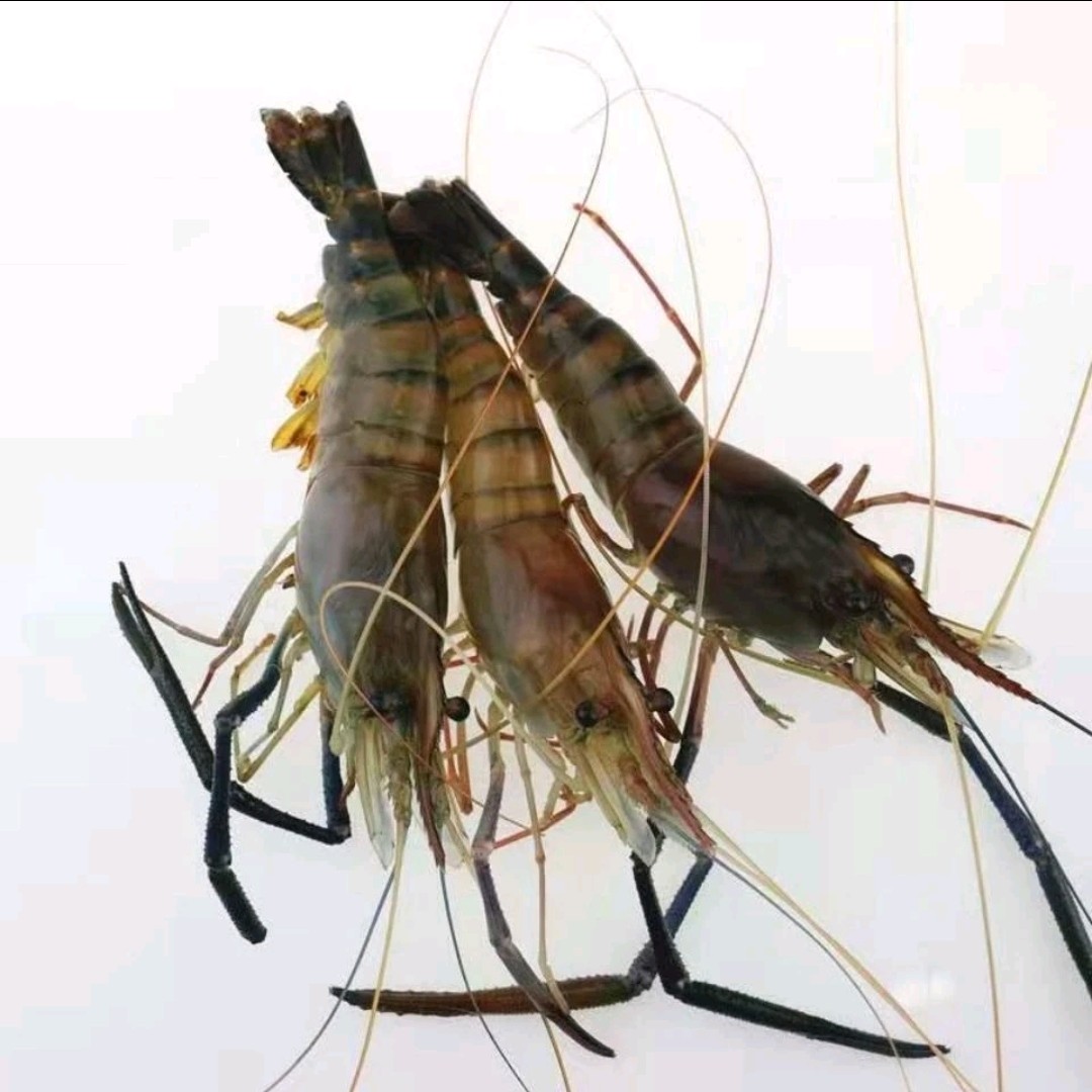 断养罗氏虾2-3斤（保鲜不保活）