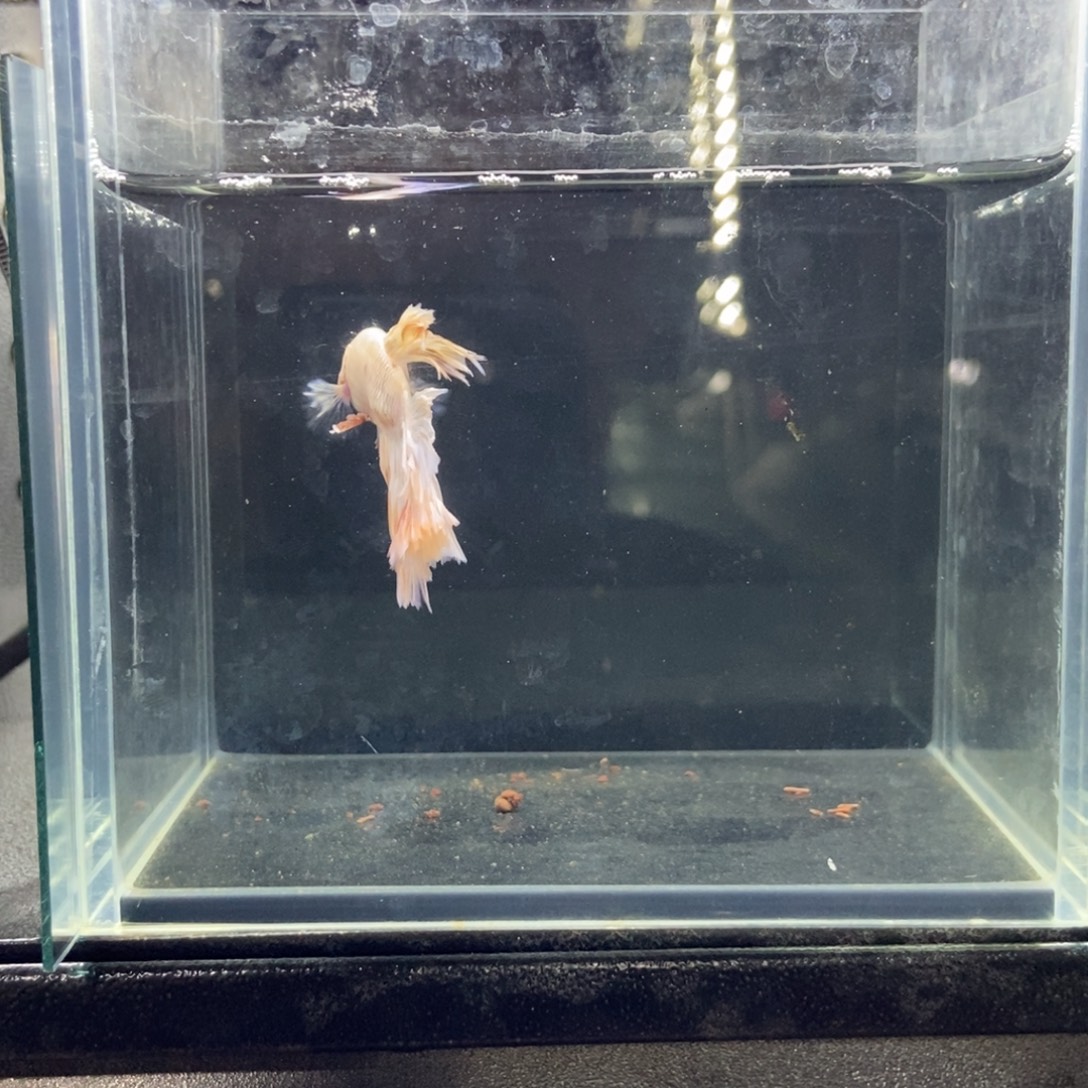 斗鱼包活不包损所见即所得550