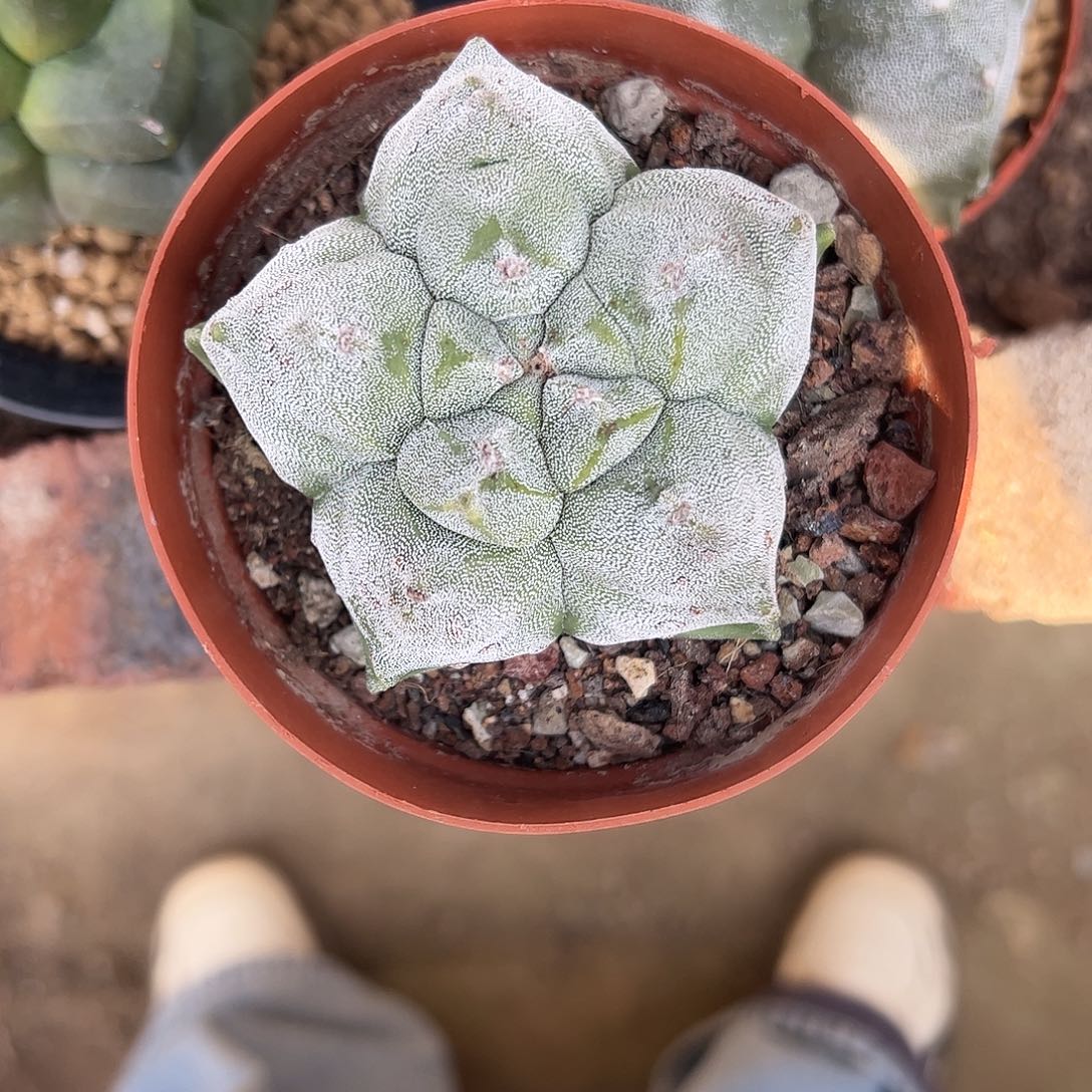 小***小实生龟甲鸾凤玉一物一拍