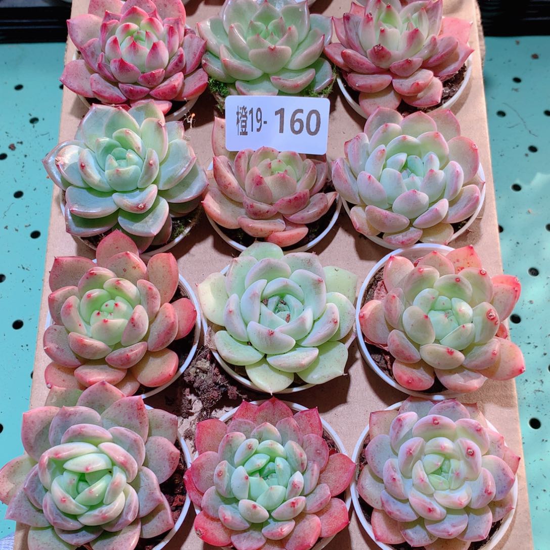 19-160一物一拍多肉带盆18颗