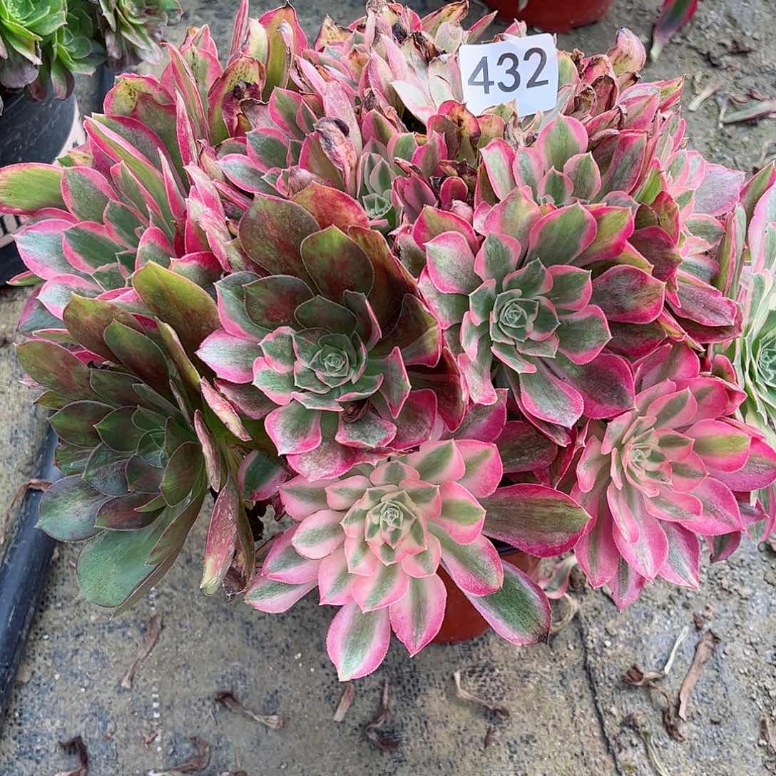 多肉植物女巫432