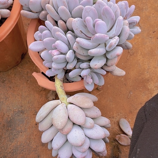 多肉植物。。。。。。。。。。。。。。。。