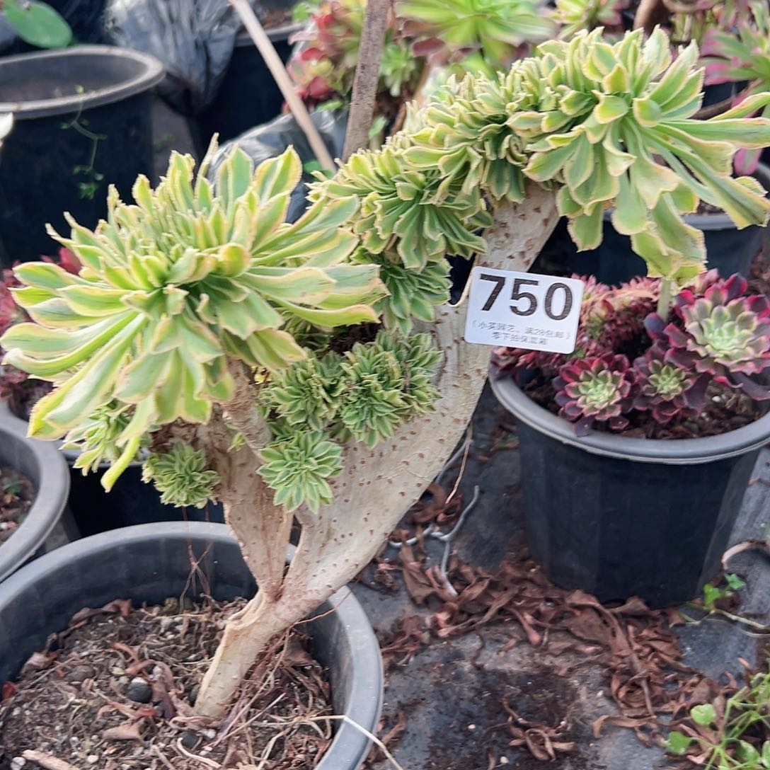 多肉植物750夕颜缀