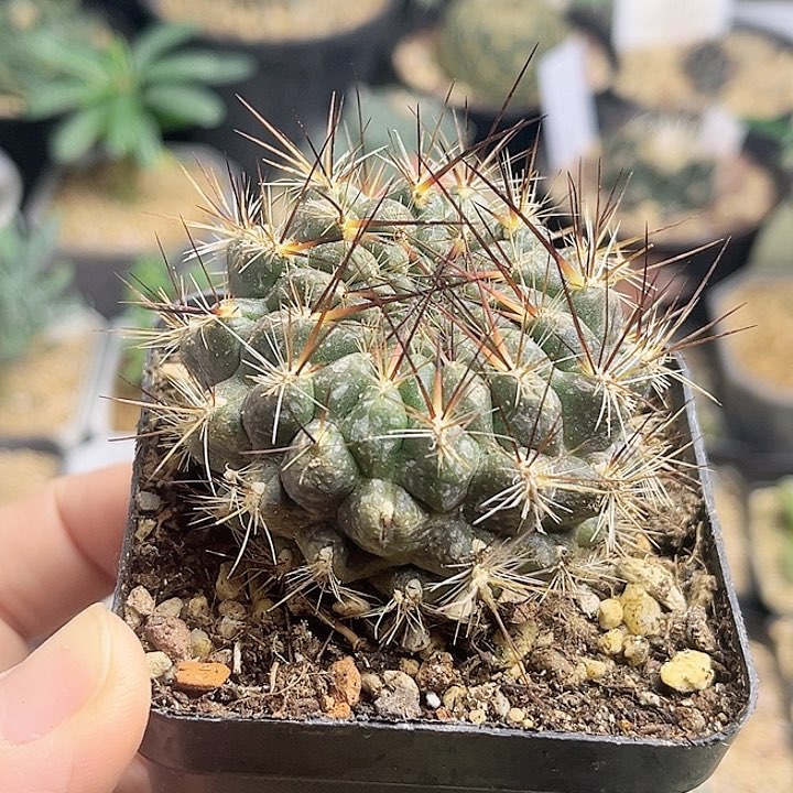 强刺沟宝山实生球一颗5公分