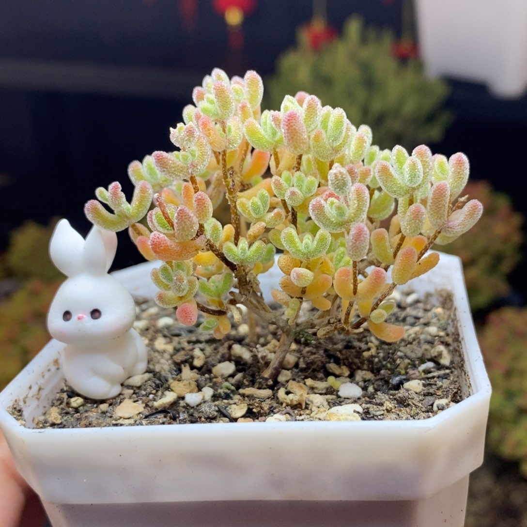 702后优选冰晶枝干多肉