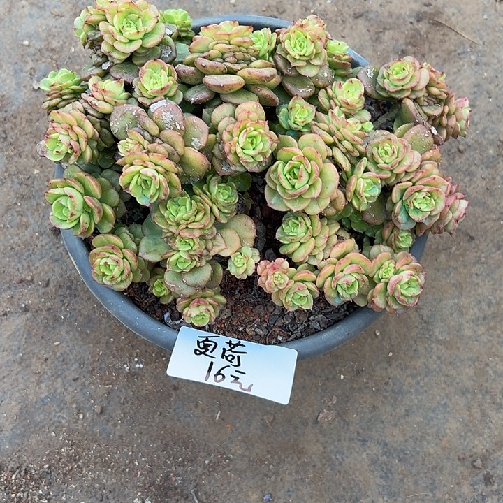 夏***荷多肉植物一物一拍夏荷