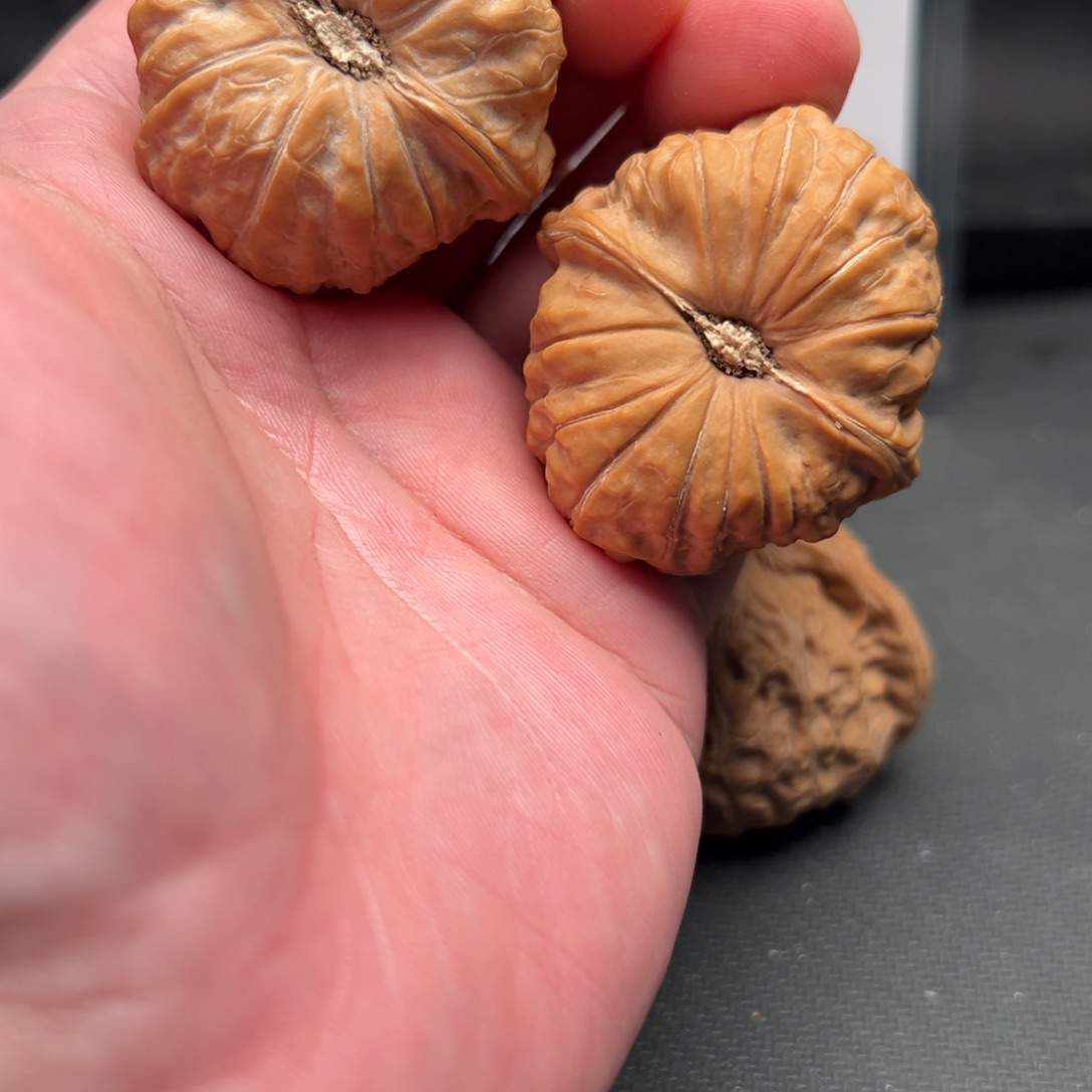 河***家大叶紫檀（黑酸枝木类）88888