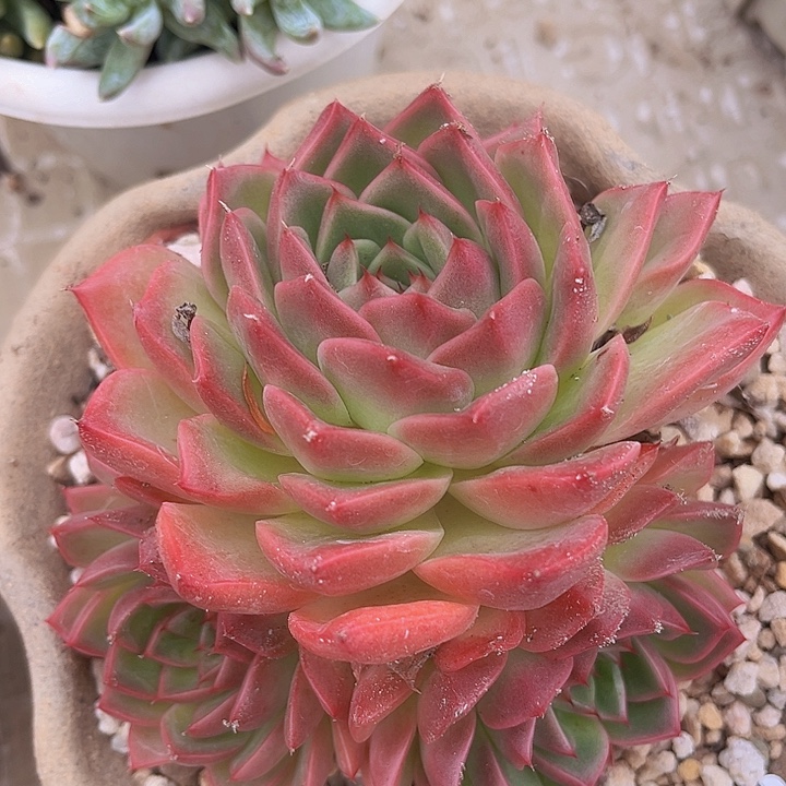 不知名07104多肉植物