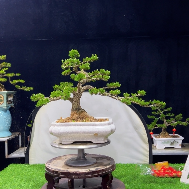 大部分开放少量花苞沉**金