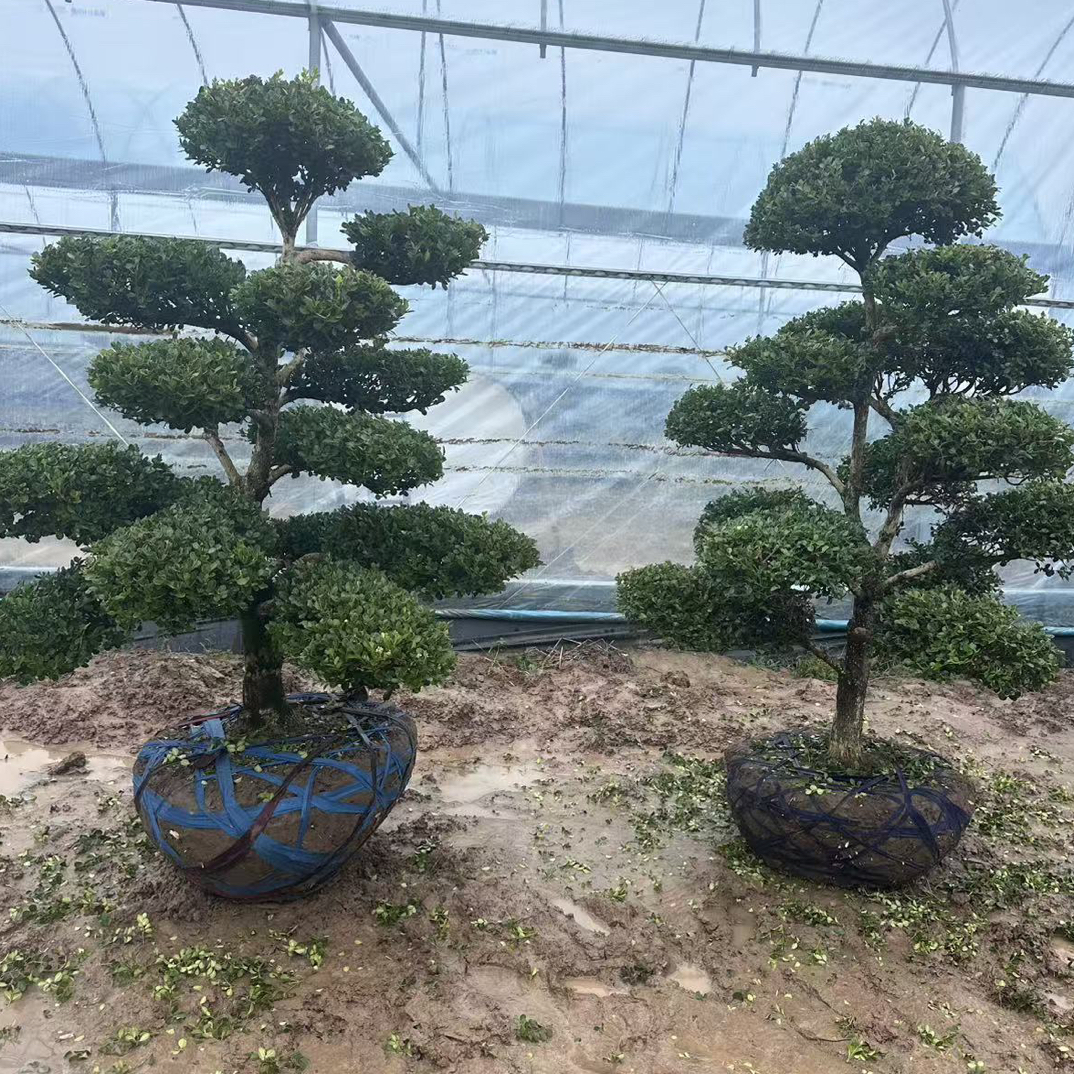 黄杨2棵，1.45高，一个14个片层，一个17个片层