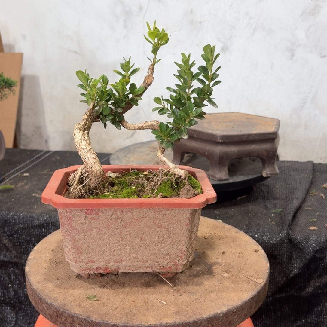 完全开放不带盆黄杨