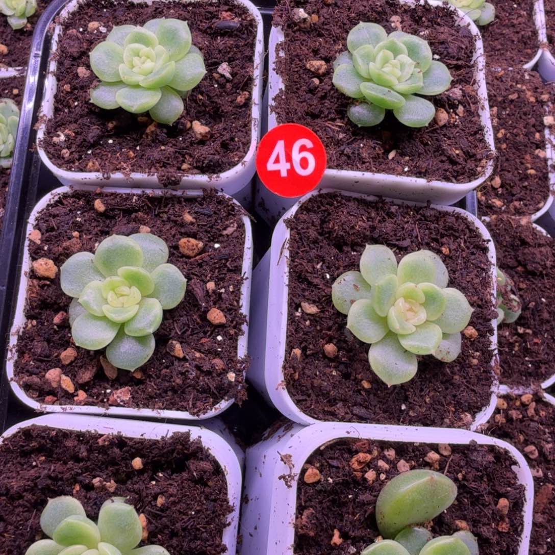 46号巫拉拉逍遥量拍随机发货