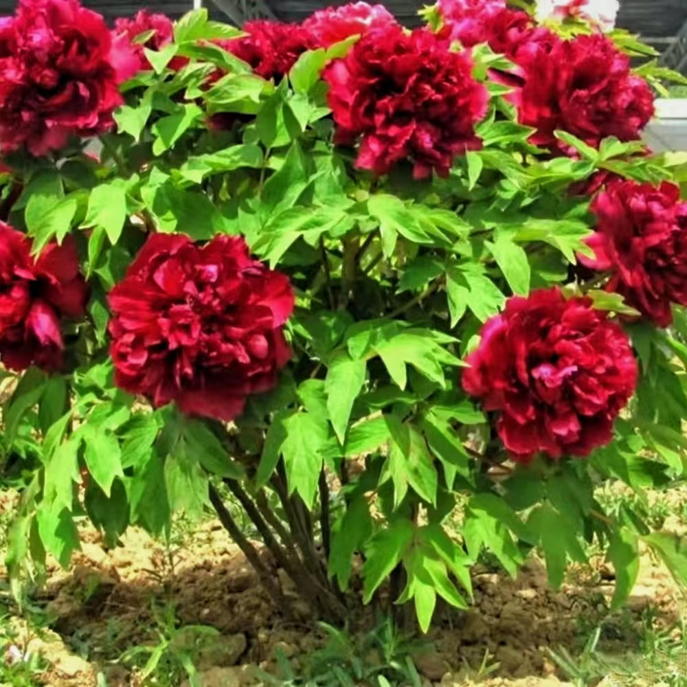 【富贵吉祥】颜色艳丽 6年老桩牡丹花苗4枝条以上 带花芽牡丹花盆栽