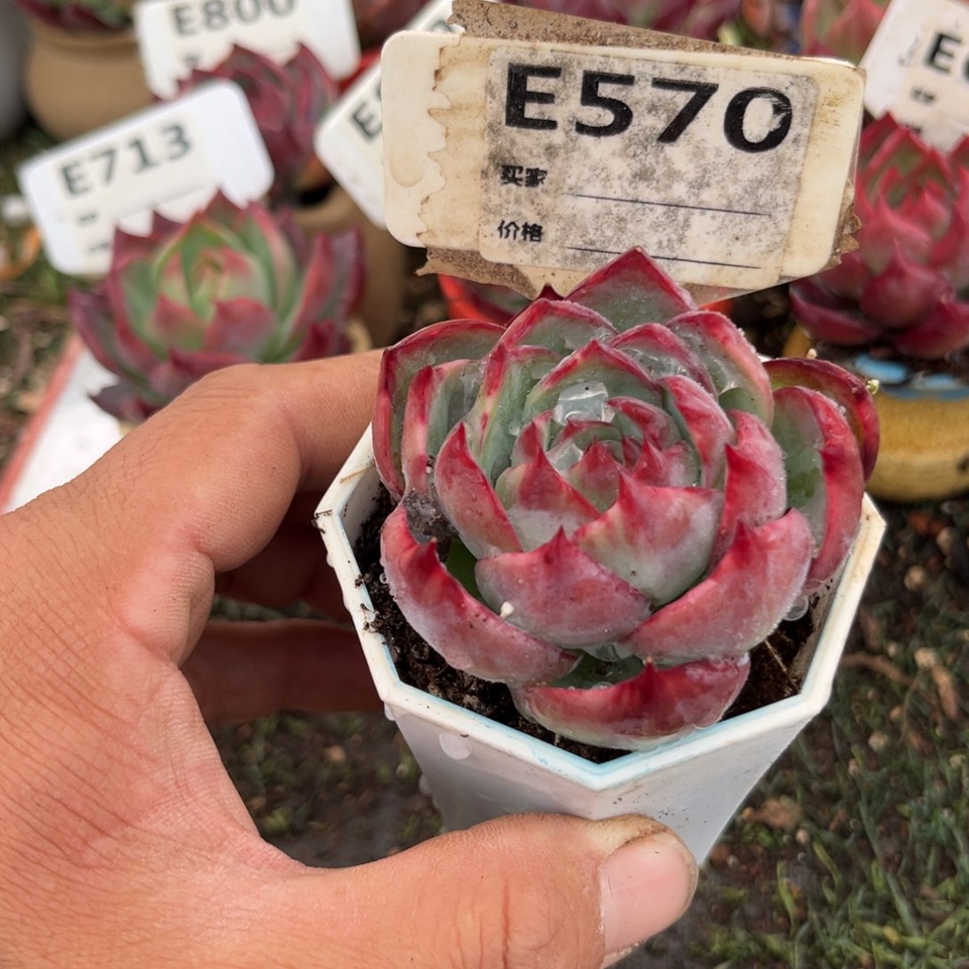 惊鸿一瞥570号多肉