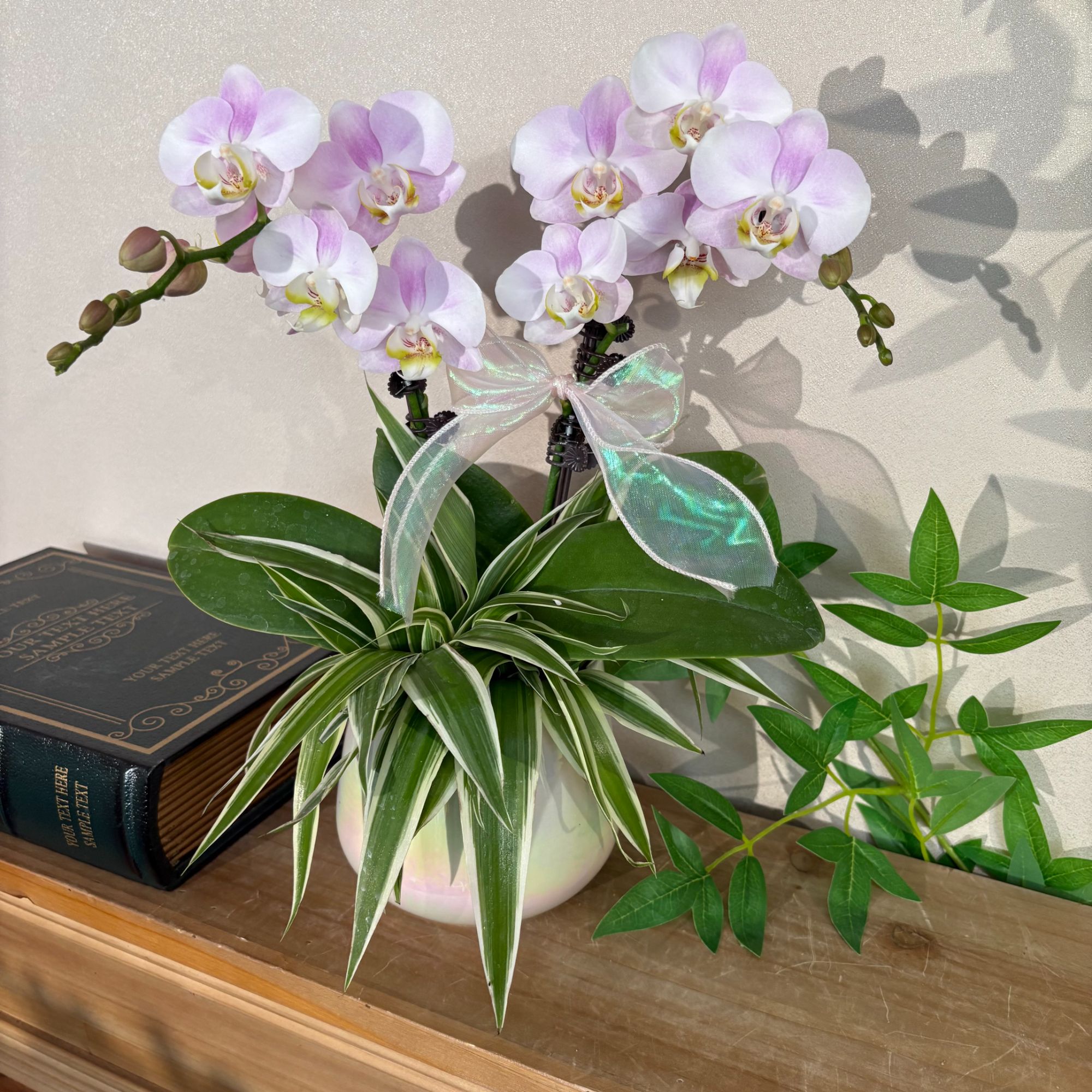 蝴蝶兰《天使》粉白渐变新款欧品 好养耐养带花带花苞 基地直发