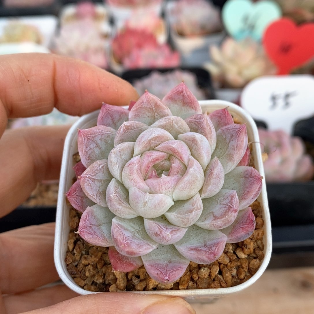 精品多肉一物一拍不包整25