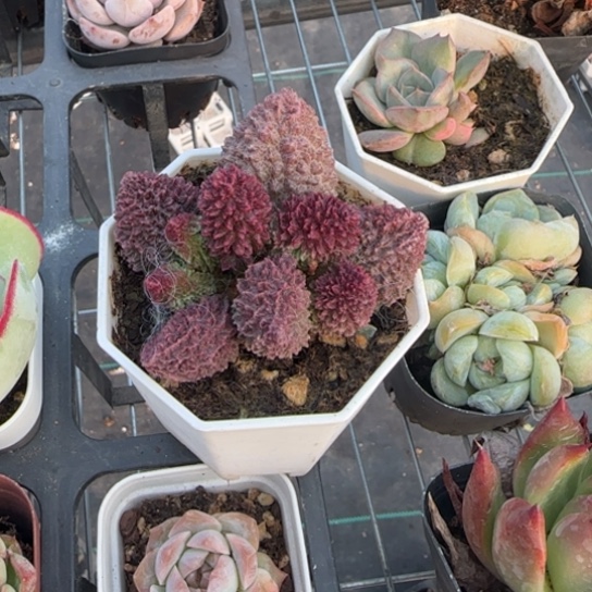 671朱子玉一物一拍多肉