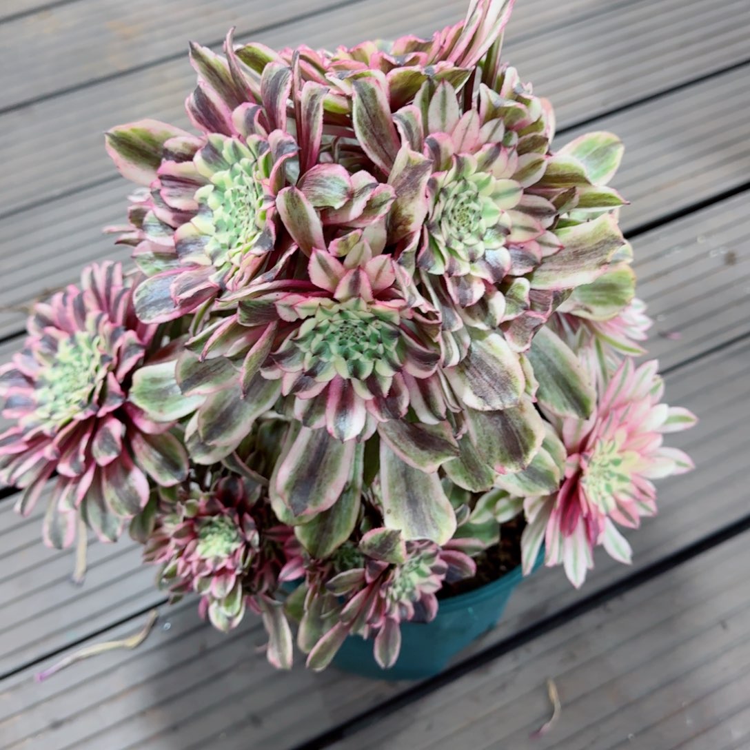 多肉植物发货发货